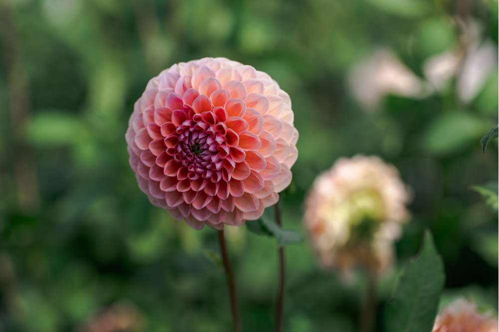 Dahlia 'Linda's Baby'